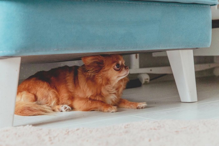 椅子の下に隠れる犬