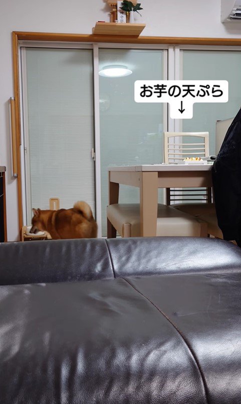 お芋の天ぷらを狙う蘭丸くん10