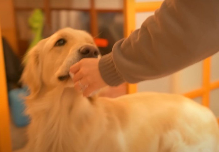 ヨーグルトを貰う犬