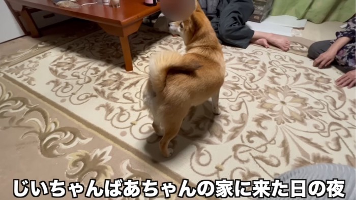 振り向く犬