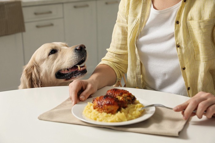 飼い主のご飯をねだる犬