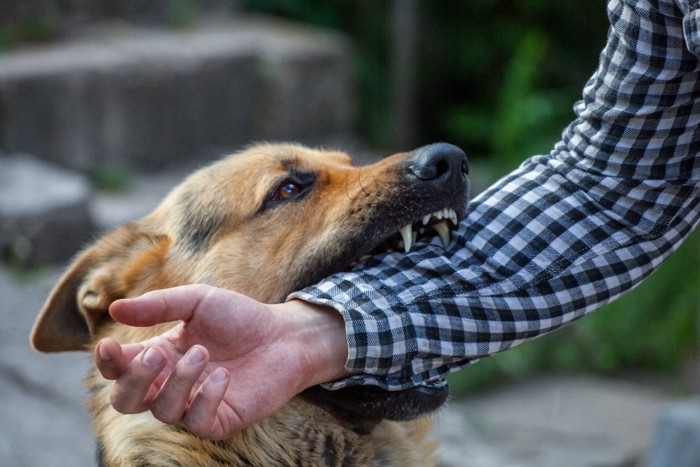 腕を噛んでいる犬