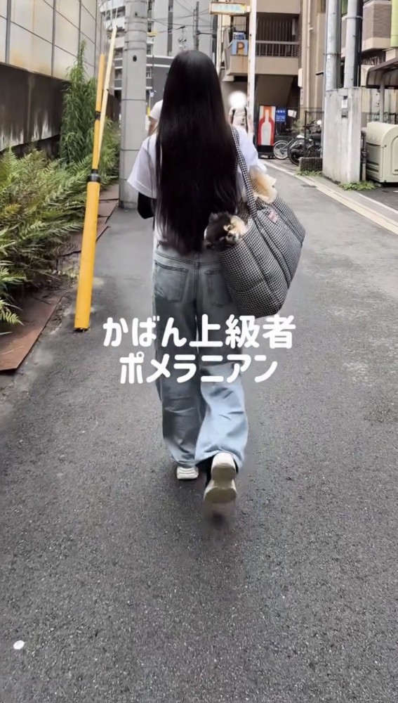 バッグに入って運ばれる犬