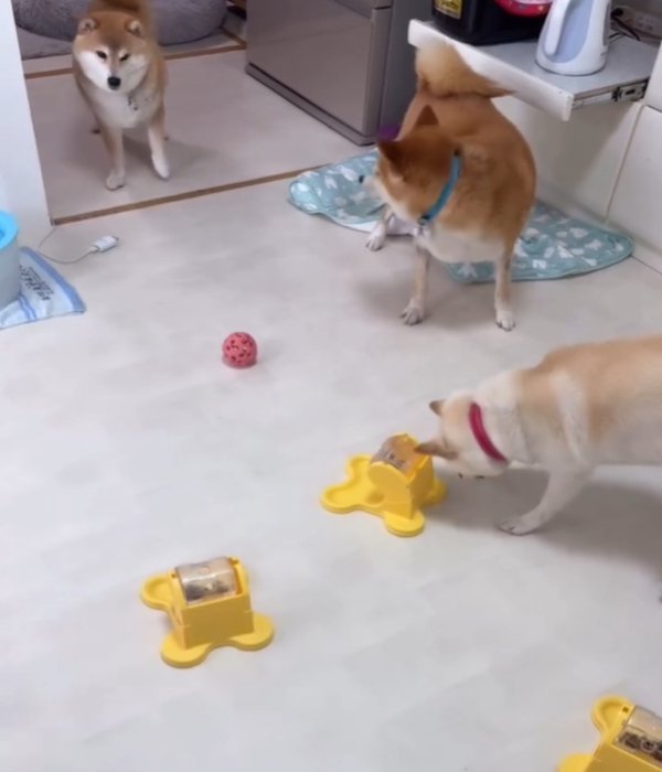 3匹の犬2