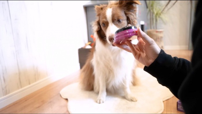 飼い主が持っている紫のボタンを見つめる犬