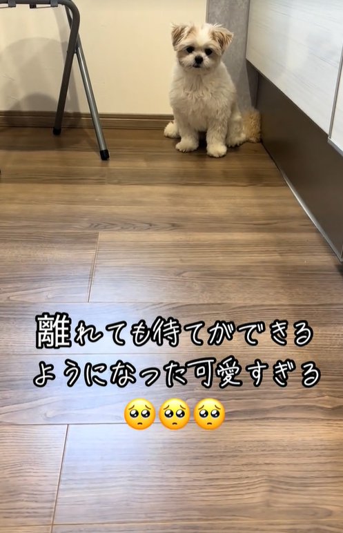待て中の小型犬