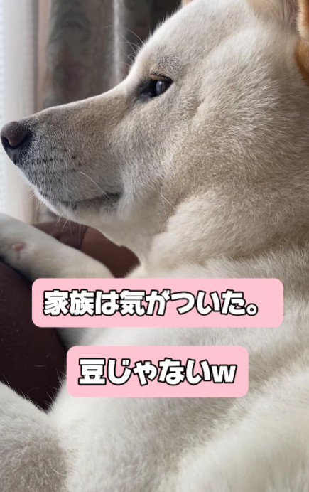豆ではないけど可愛い♡