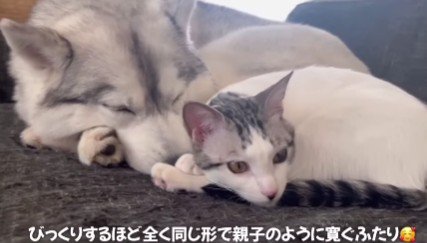 耳に顔を突っ込むくうちゃん