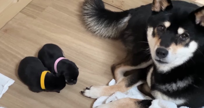 ママ犬と赤ちゃん犬