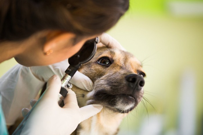 目の診察中の犬