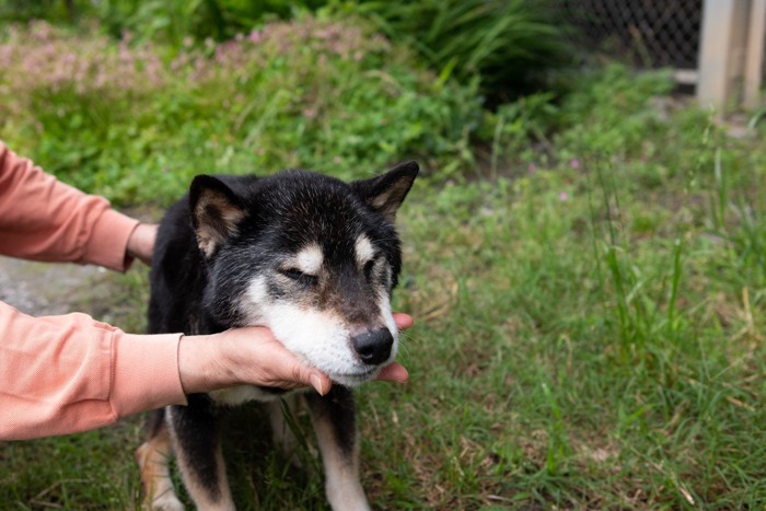 黒柴、体をささえる