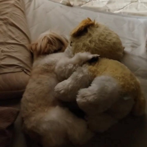 ぬいぐるみを抱いて眠る犬