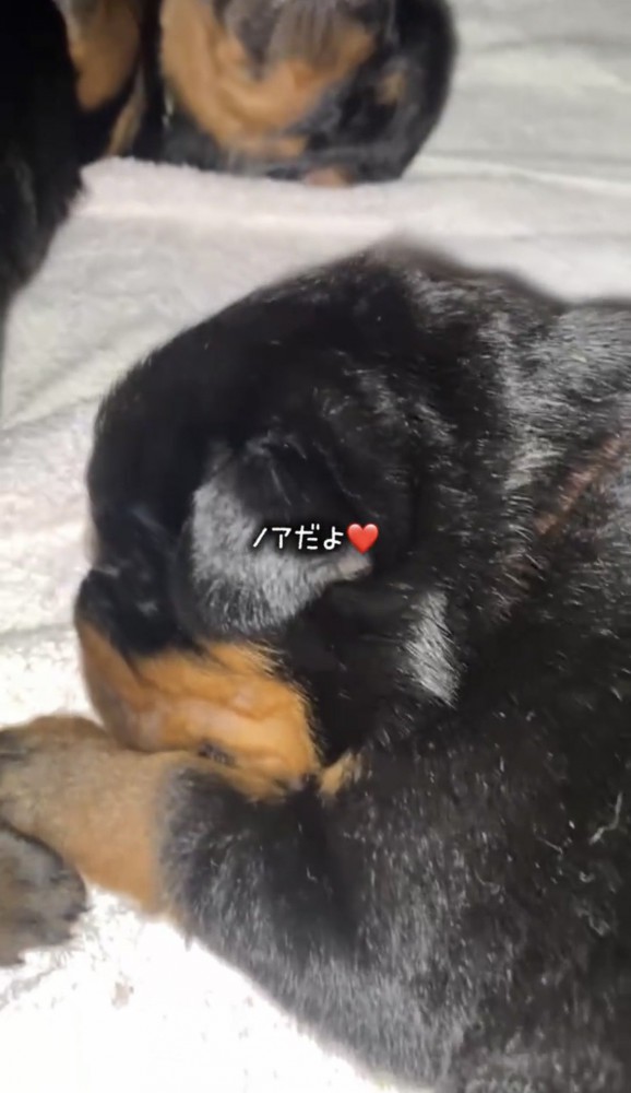体を丸めて眠る子犬