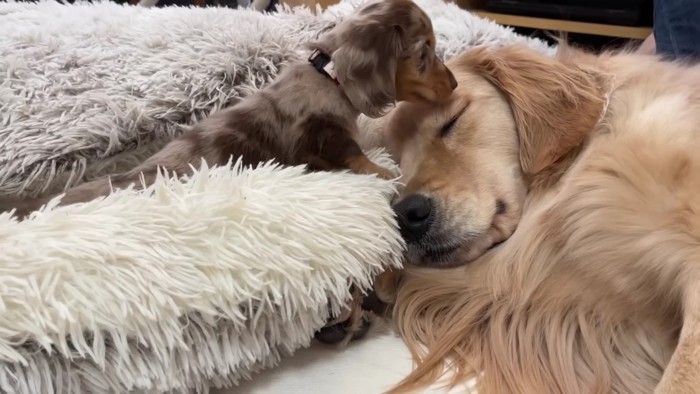 子犬が気になる…！