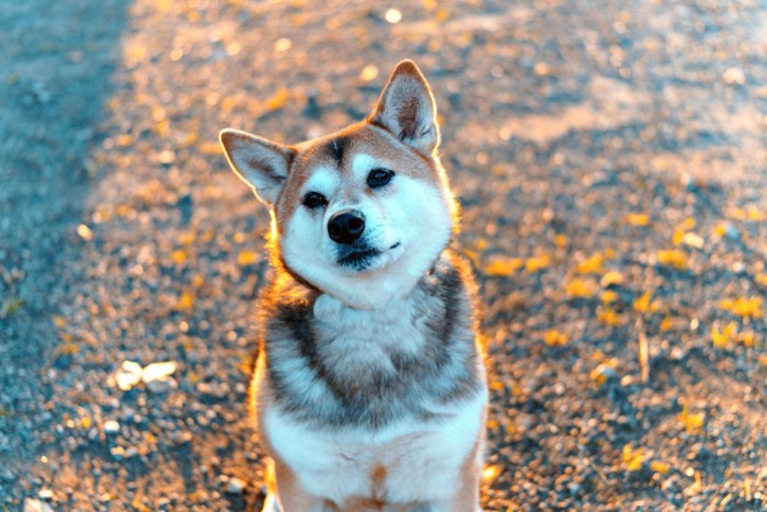 首をかしげる犬