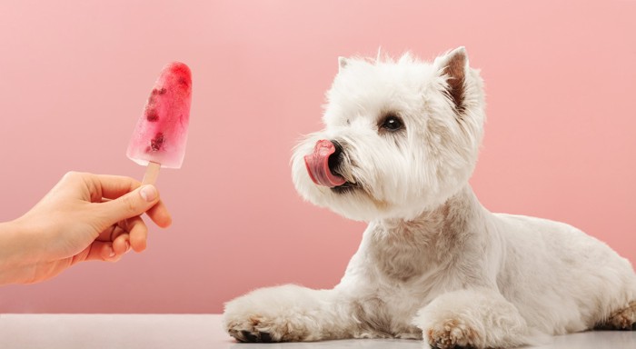 アイスを見て舌をペロッと出している犬