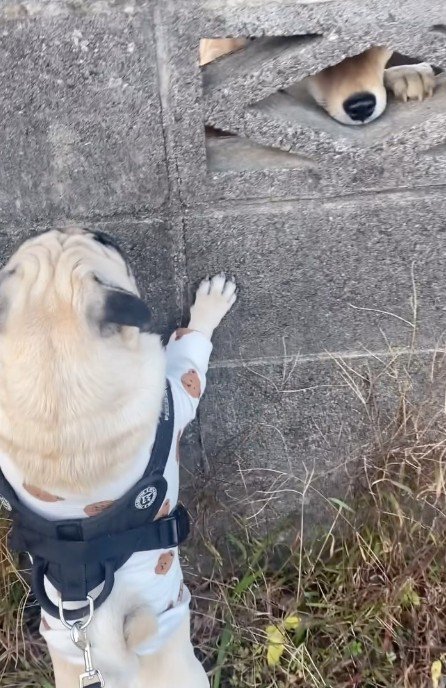ほかのわんこと交流