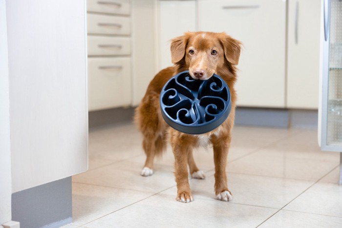 空のお皿を咥えている犬