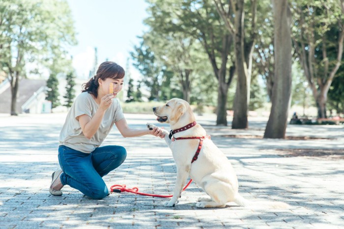 オテをしている犬と女性