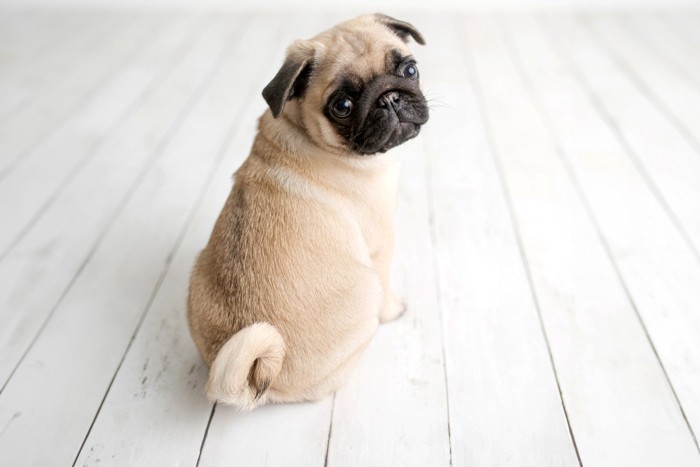 振り向くパグの子犬