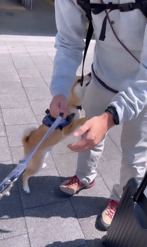 紋次郎くんとお父さんの再会8