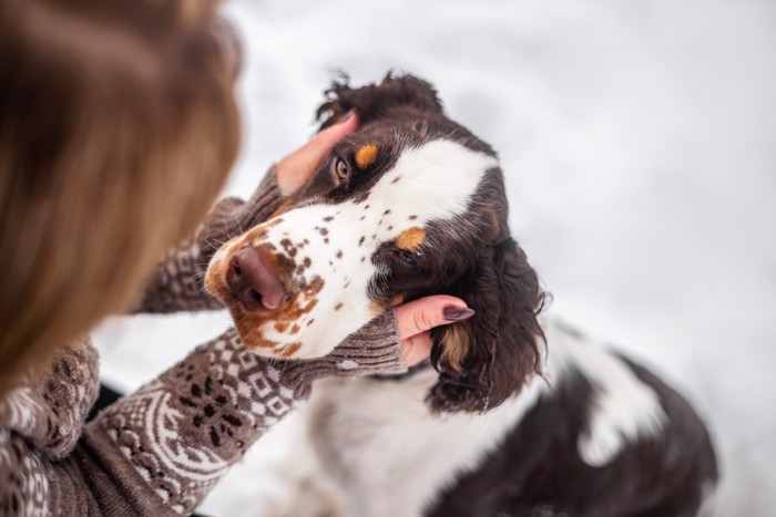 撫でられる犬
