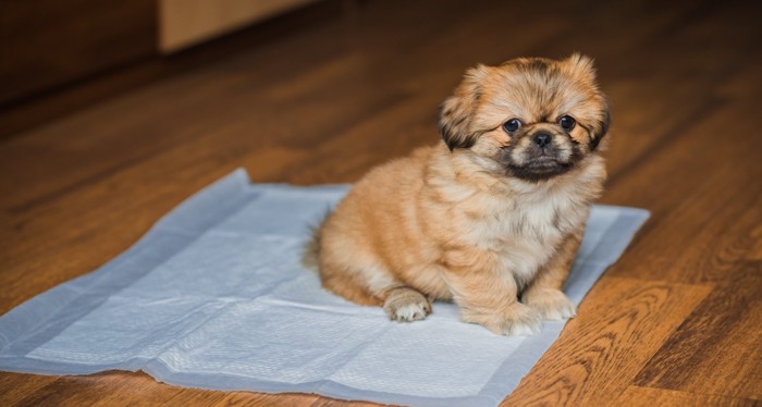 トイレシートに乗った子犬