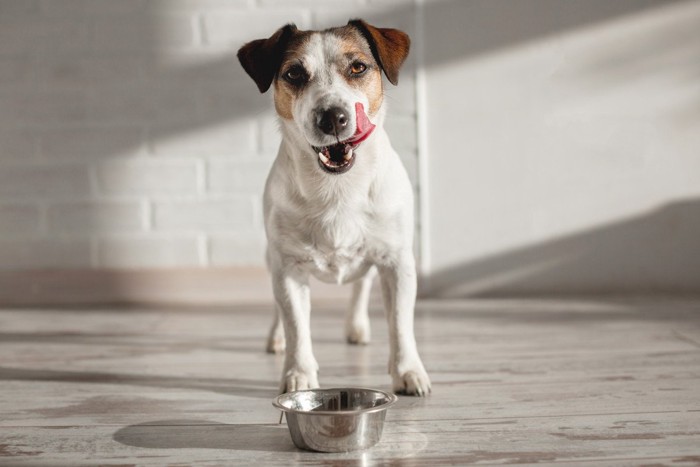 舌を出している犬