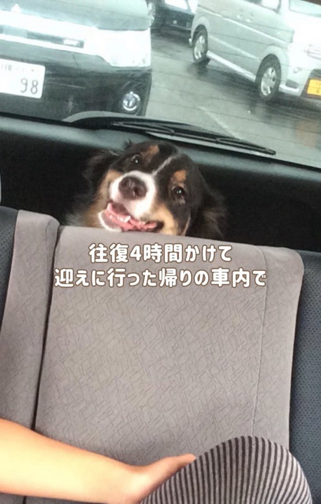 車内で座り込む犬