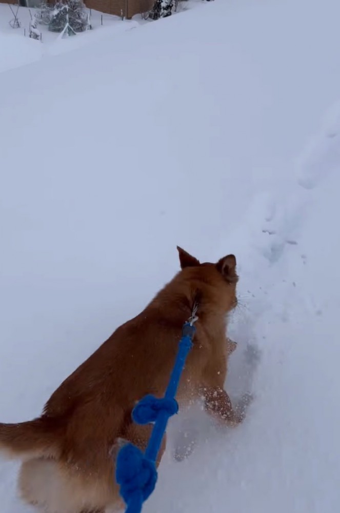 猛ダッシュするリキくん