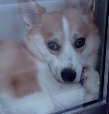 拗ねた表情で何かを訴えてくるコーギー