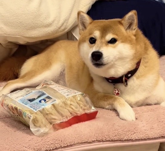 冷凍うどんのそばで伏せる犬