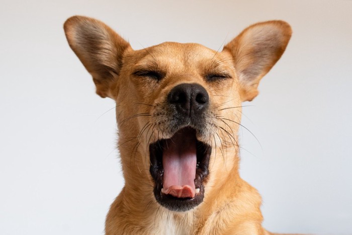 あくび、茶の犬、顔のアップ