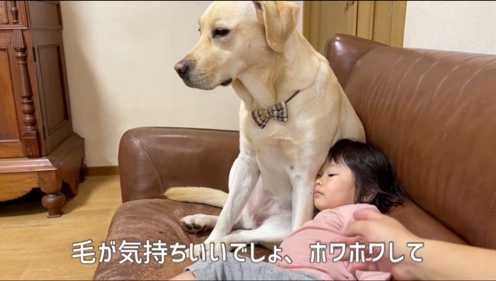 クリーム色の犬の腹に顔を乗せる女の子