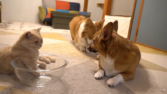 犬が戻るのを見て、顔を見合わせる犬と猫