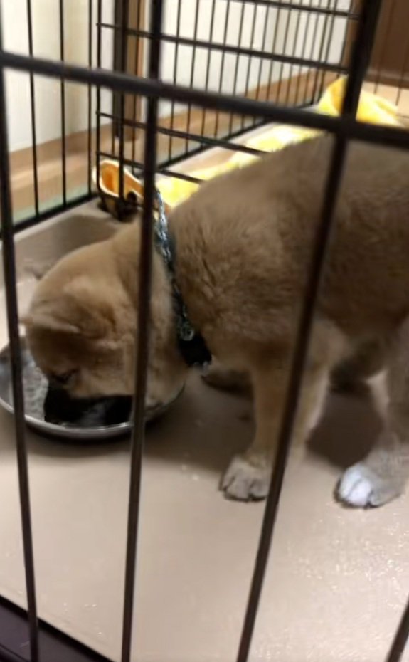 ご飯を食べる福ちゃん