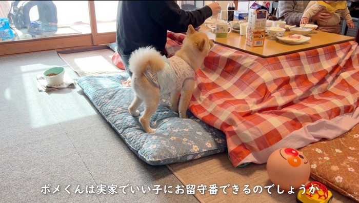 こたつの上の食べ物を見つめる犬