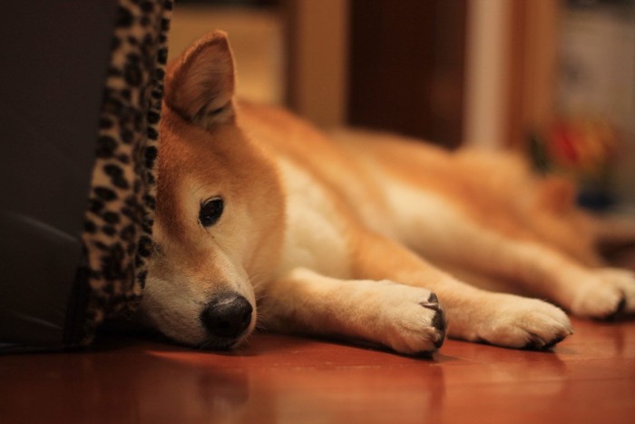 元気がない柴犬