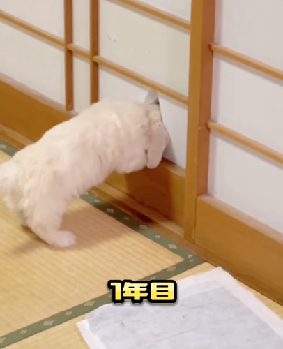 障子に頭を突っ込む犬