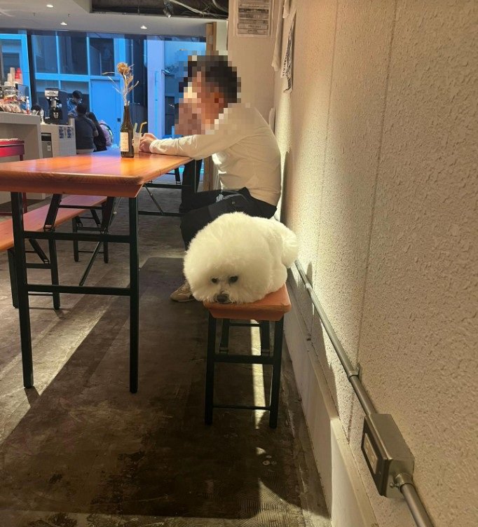 椅子でくつろぐワンコ