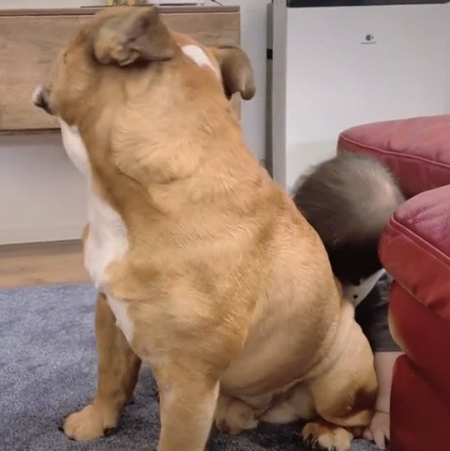 後ろを振り向く犬