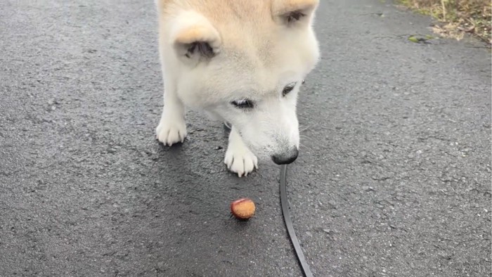 散歩する犬