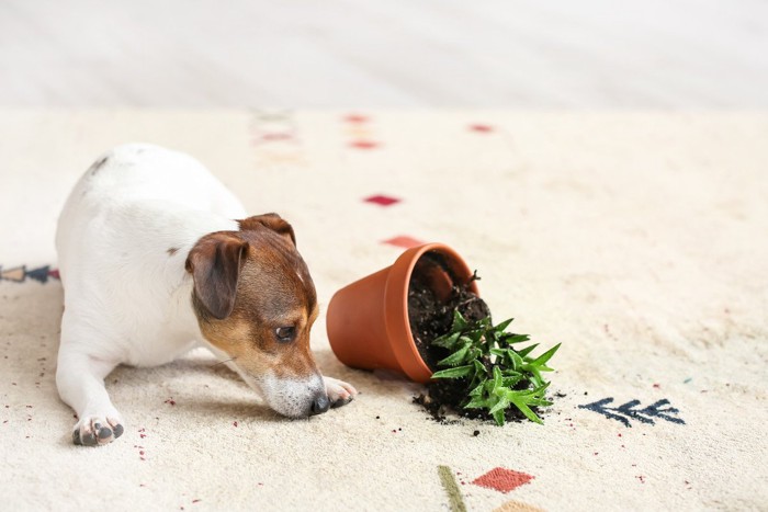 倒れた鉢植えと犬