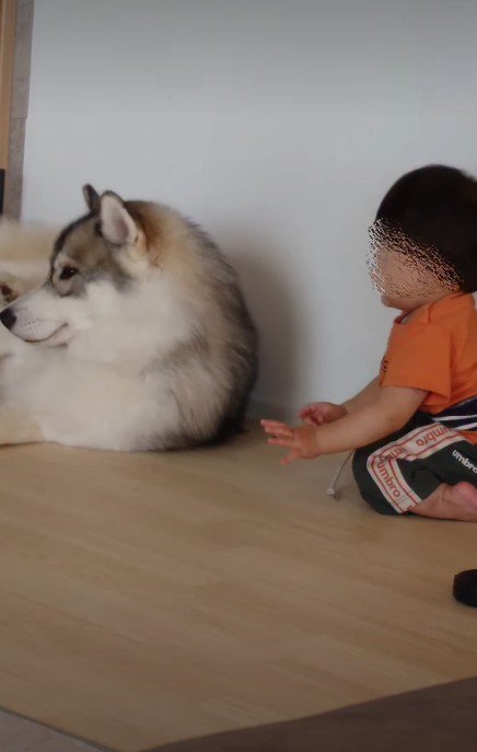 シベリアンハスキーを…