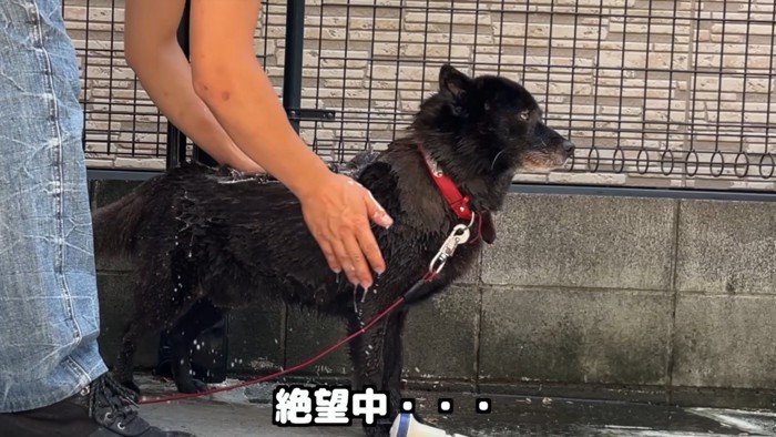 シャンプーが始まって絶望!