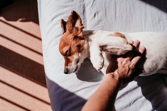 お腹を撫でられる犬