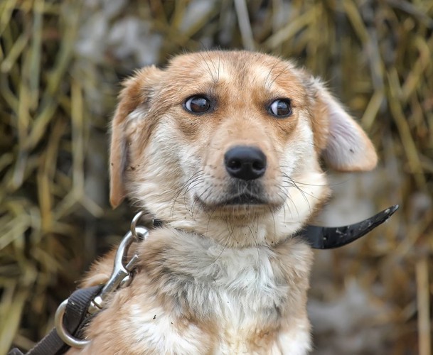 白目が見える表情の犬