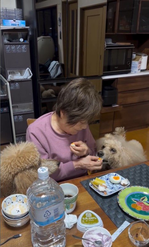 おばあちゃんの朝ご飯を狙うワンコたち8