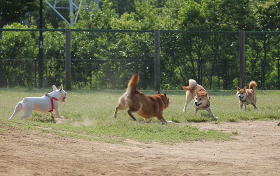 ドッグランで遊ぶ柴犬