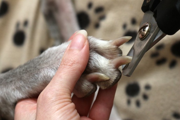 犬の爪切りをする人の手アップ